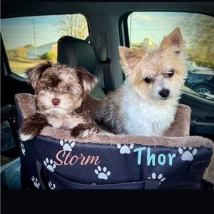 🐾❤️🐶⚡️Thor & Storm ⛈️🐶the‎ Yorkiepoo Adventure Pups❤️🐾